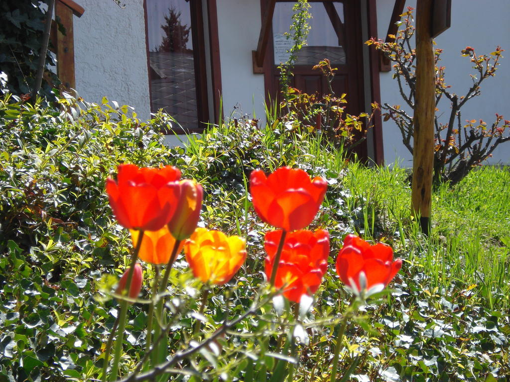Lodge Mont Blanc San Carlos de Bariloche